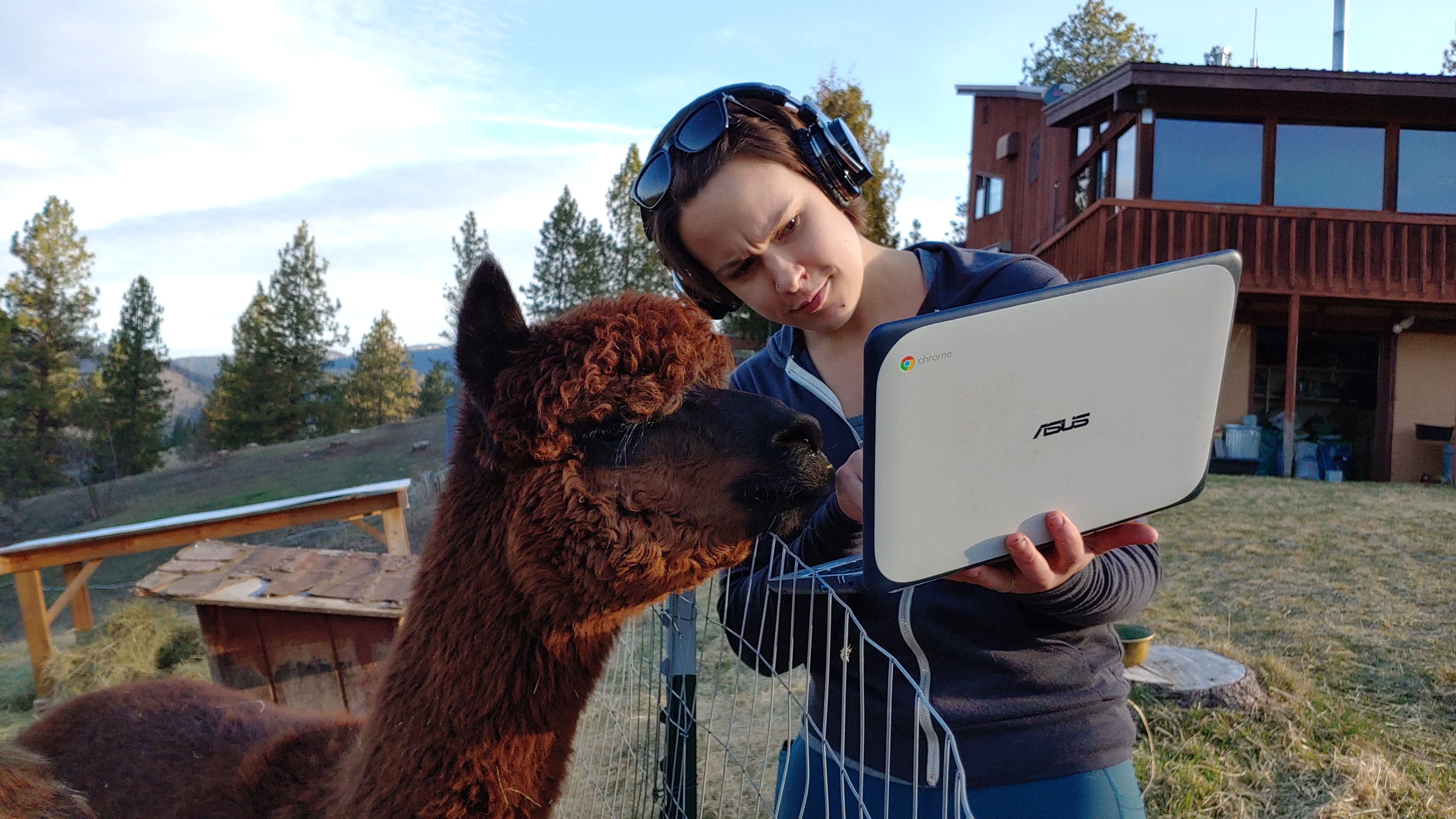 Broadus the Alpaca occasionally consults Anna on her work